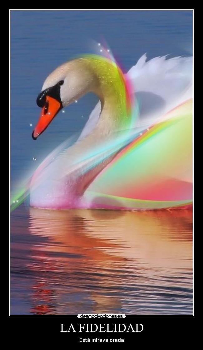 LA FIDELIDAD - Está infravalorada