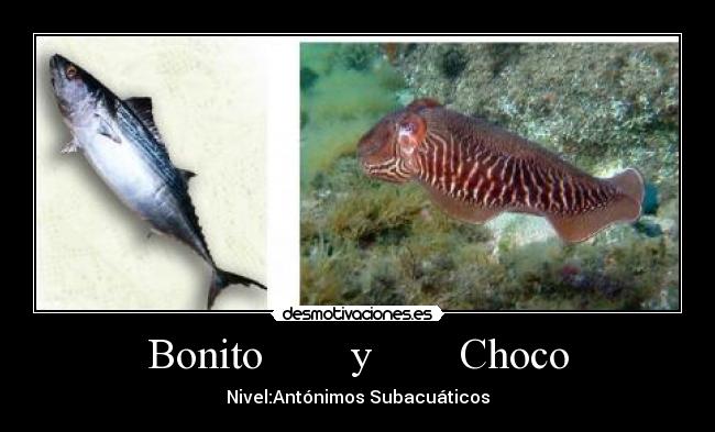 Bonito        y        Choco - Nivel:Antónimos Subacuáticos