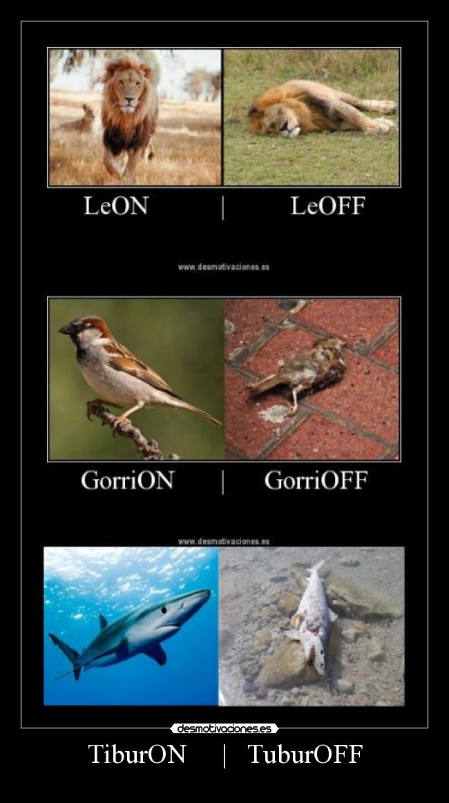 TiburON | TuburOFF -