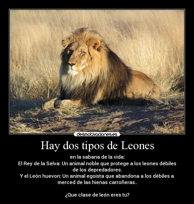 Hay dos tipos de Leones - en la sabana de la vida:
El Rey de la Selva: Un animal noble que protege a los leones débiles
de los depredadores.
Y el León huevon: Un animal egoista que abandona a los débiles a
merced de las hienas carroñeras..

¿Que clase de león eres tu?