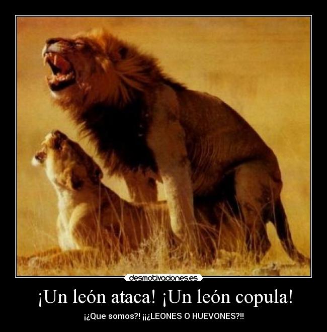 carteles soy maximo angulo dueno del max and henry quieren trio hacen llama cuelga desmotivaciones