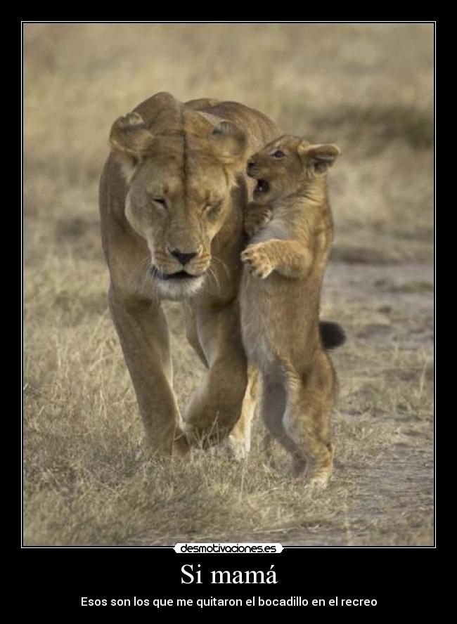 carteles leona hijo mama matones recreo bocadillo desmotivaciones