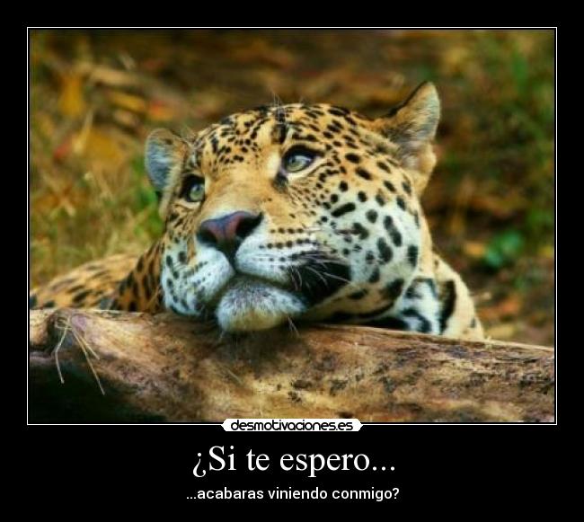 ¿Si te espero... -