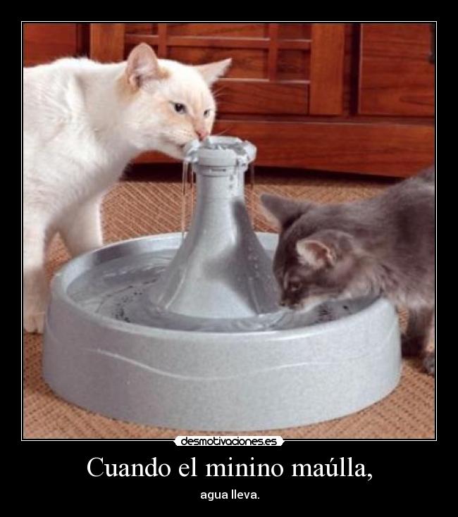 Cuando el minino maúlla, - agua lleva.