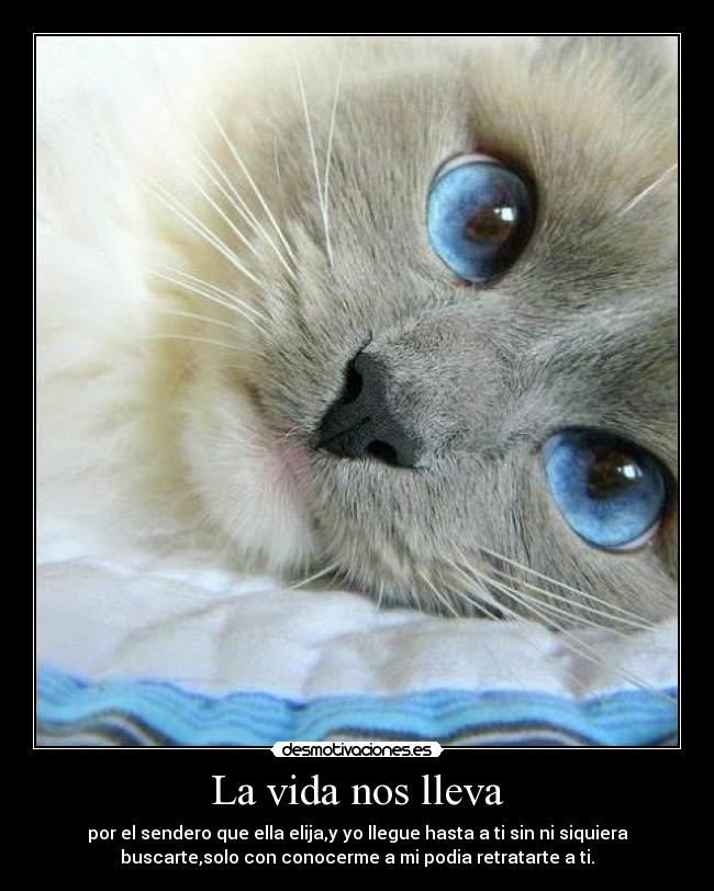 carteles vida como dulce sabor salado desmotivaciones