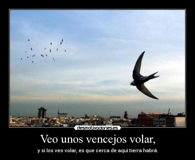 Veo unos vencejos volar, -