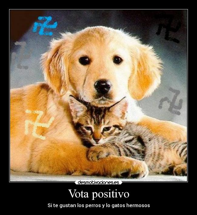 Vota positivo - Si te gustan los perros y lo gatos hermosos