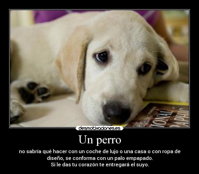 Un perro -