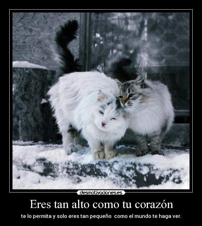 carteles corazon christofer drew desmotivaciones