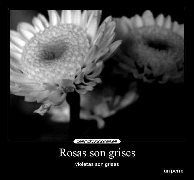 Rosas son grises - violetas son grises
un perro