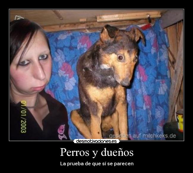 carteles perro desmotivaciones