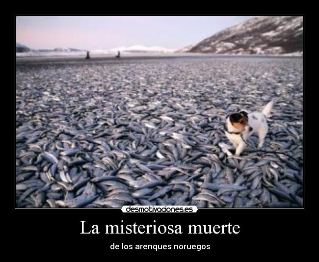 La misteriosa muerte - de los arenques noruegos