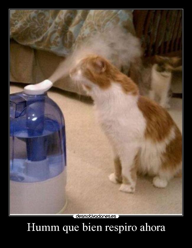 Humm que bien respiro ahora -