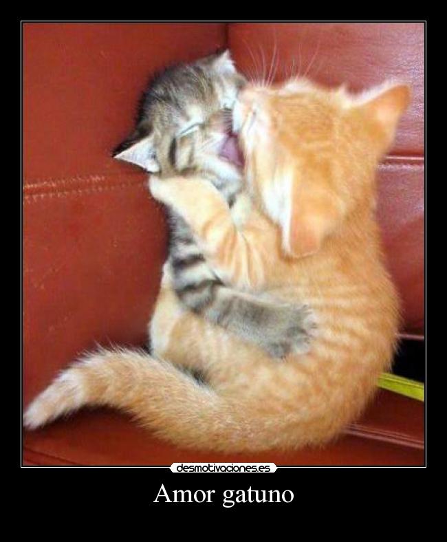 Amor gatuno - 