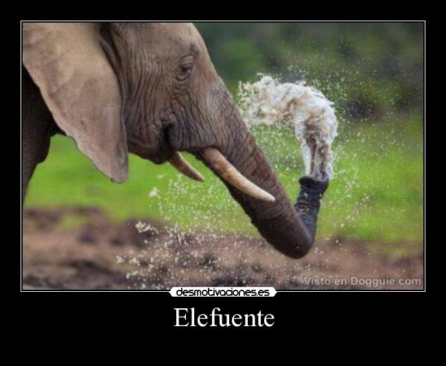 Elefuente - 