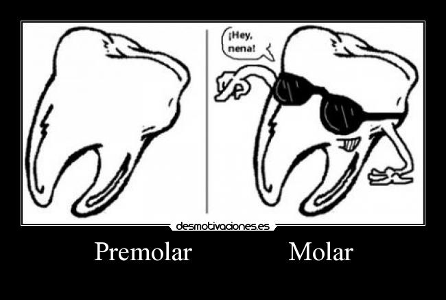 Premolar Molar -