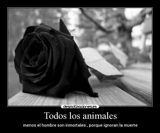 Todos los animales - menos el hombre son inmortales , porque ignoran la muerte