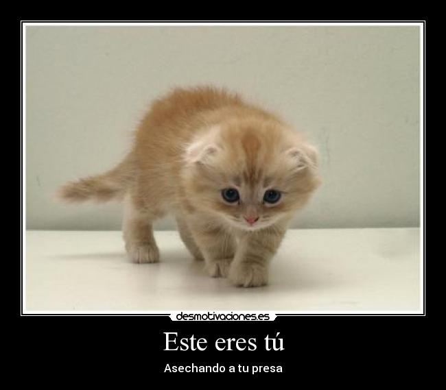 Este eres tú - Asechando a tu presa