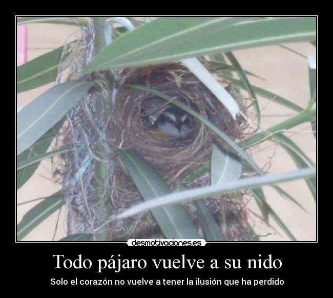 Todo pájaro vuelve a su nido - Solo el corazón no vuelve a tener la ilusión que ha perdido