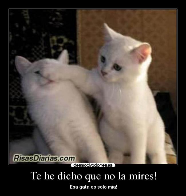 Te he dicho que no la mires! - Esa gata es solo mia!