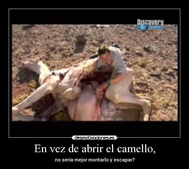 En vez de abrir el camello, - no sería mejor montarlo y escapar?