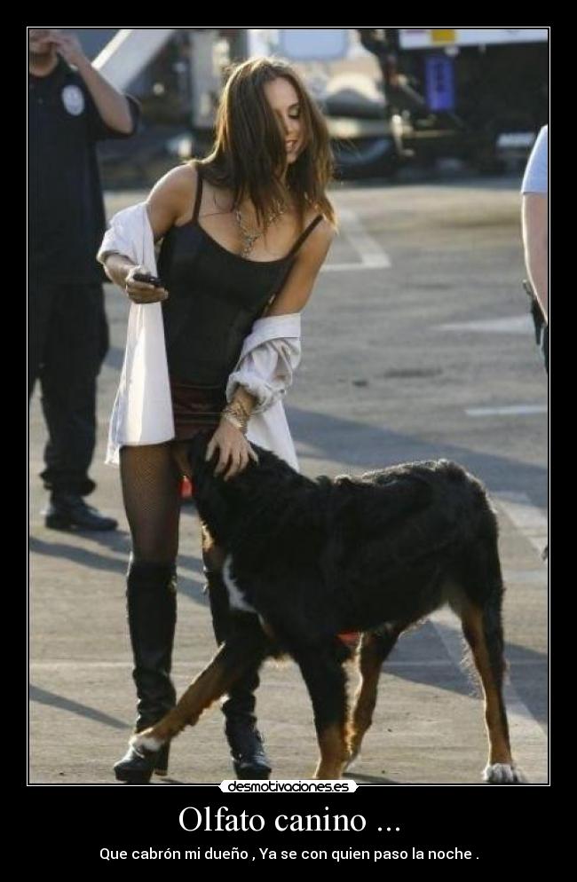 Olfato canino ... - 