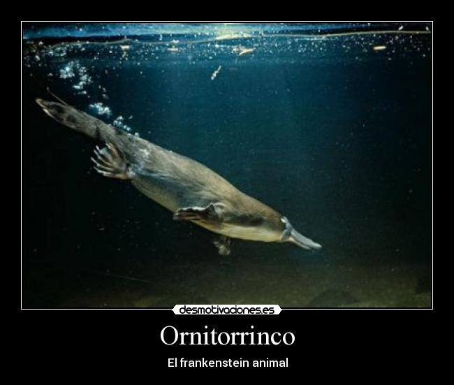 Ornitorrinco -
