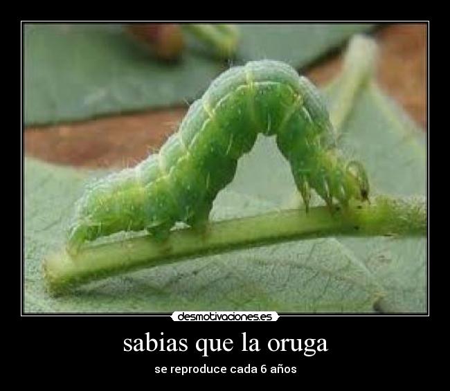 sabias que la oruga - se reproduce cada 6 años