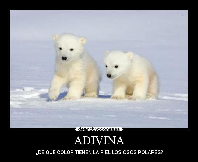 ADIVINA - ¿DE QUE COLOR TIENEN LA PIEL LOS OSOS POLARES?