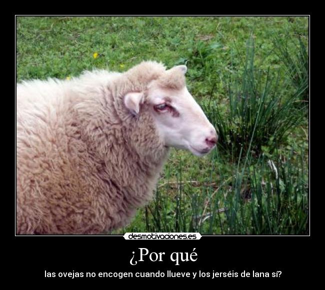 ¿Por qué - las ovejas no encogen cuando llueve y los jerséis de lana sí?