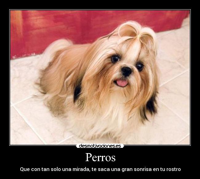 Perros -
