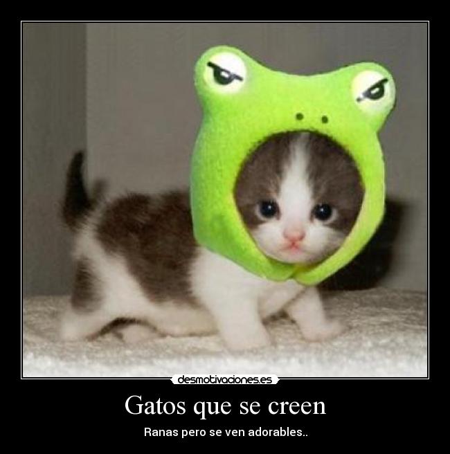 Gatos que se creen -