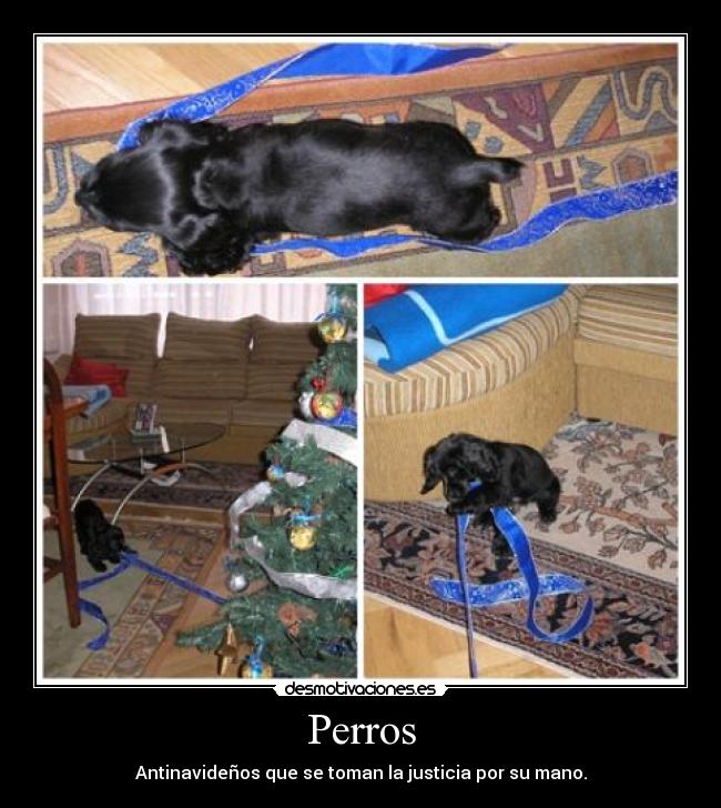Perros -