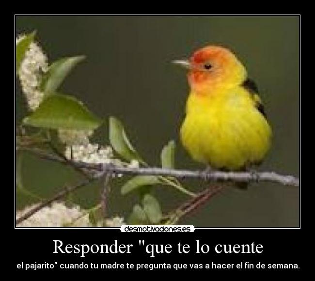 Responder que te lo cuente - el pajarito cuando tu madre te pregunta que vas a hacer el fin de semana.