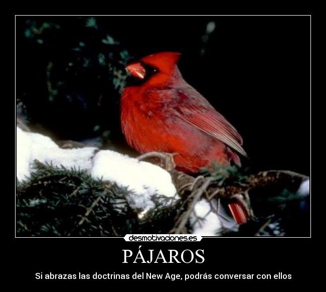 carteles pajaro new age desmotivaciones