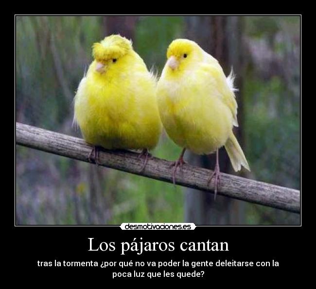 Los pájaros cantan - 