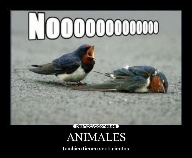 carteles animales asdsadacasaderitaadsadaspelicanos desmotivaciones