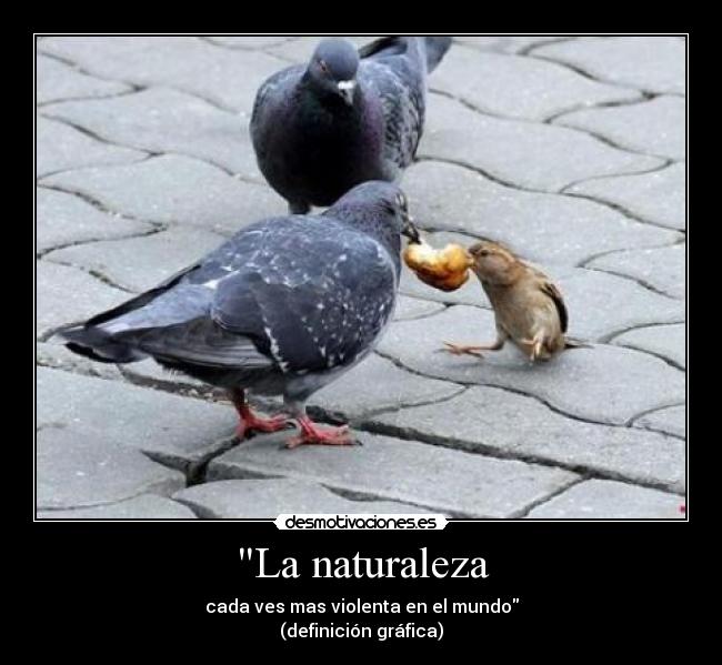 La naturaleza - cada ves mas violenta en el mundo
(definición gráfica)