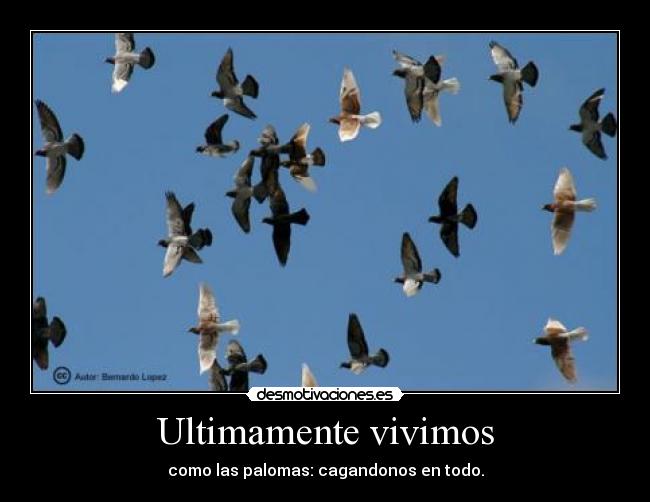 Ultimamente vivimos - como las palomas: cagandonos en todo.
