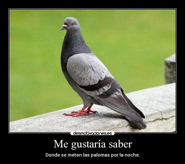 Me gustaría saber -