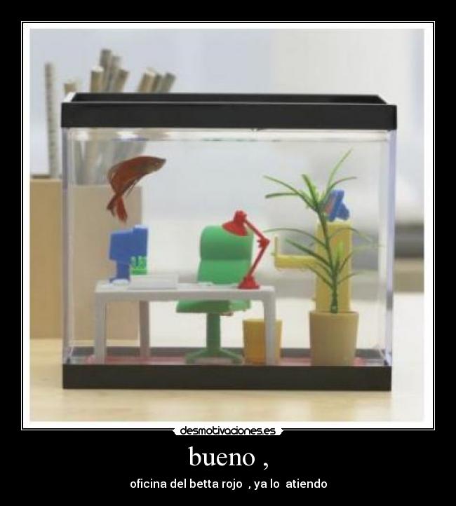 bueno , - oficina del betta rojo , ya lo atiendo