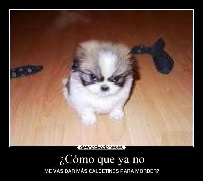 ¿Cómo que ya no - ME VAS DAR MÁS CALCETINES PARA MORDER?
