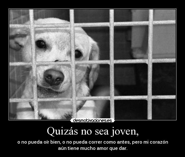 Quizás no sea joven, -
