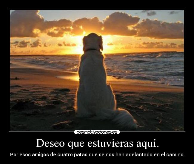 Deseo que estuvieras aquí. -