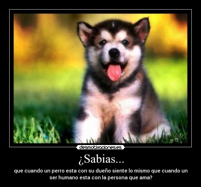 carteles amor cachorrito desmotivaciones