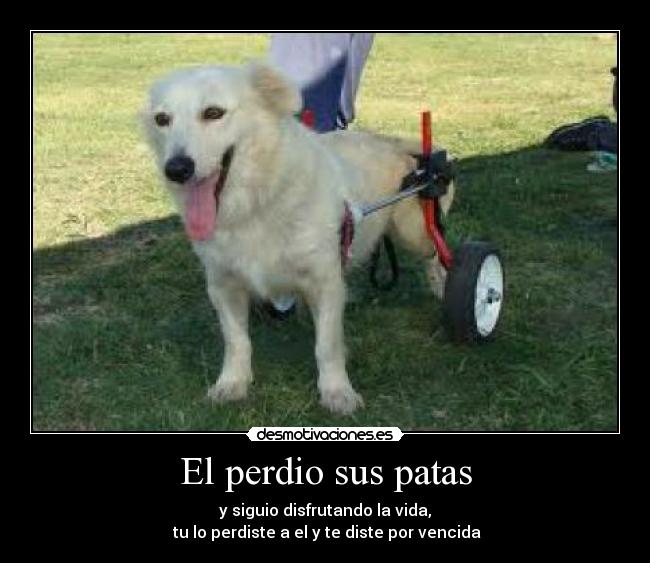El perdio sus patas - y siguio disfrutando la vida,
 tu lo perdiste a el y te diste por vencida