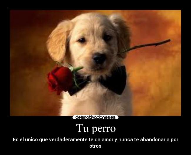 Tu perro - 