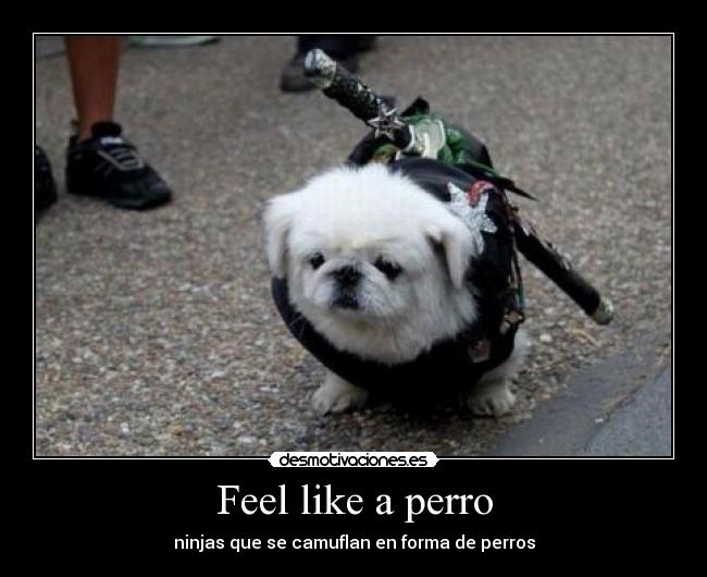 Feel like a perro -
