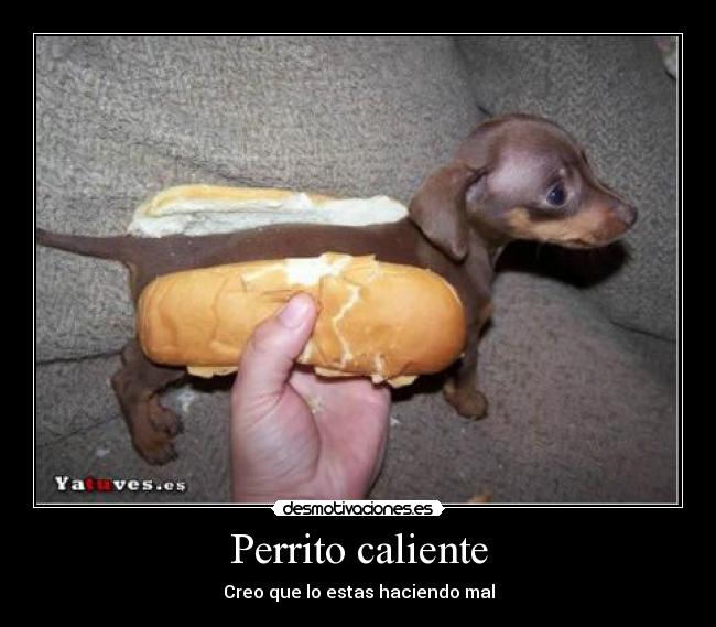 Perrito caliente - Creo que lo estas haciendo mal