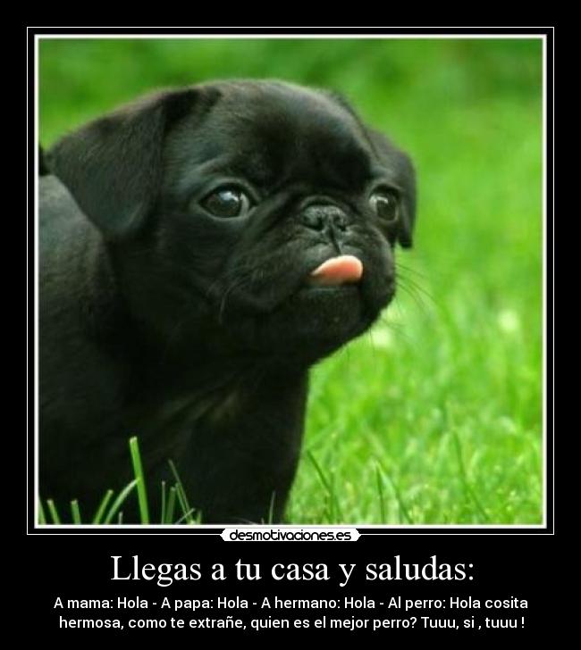Llegas a tu casa y saludas: - A mama: Hola - A papa: Hola - A hermano: Hola - Al perro: Hola cosita
hermosa, como te extrañe, quien es el mejor perro? Tuuu, si , tuuu !